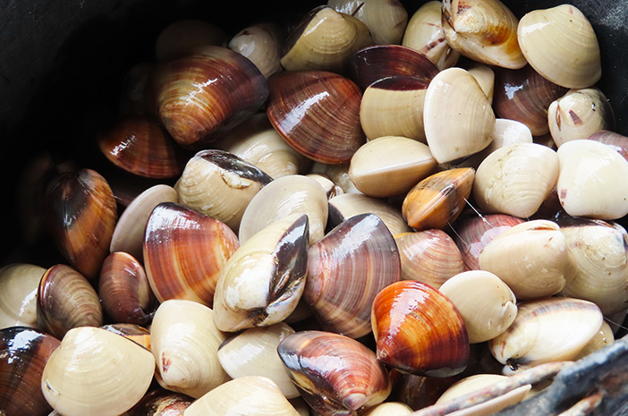 7 Jenis Kerang yang Populer di Indonesia dan Cara Mengolahnya