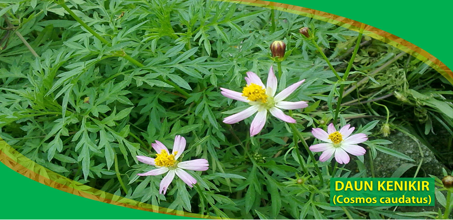 Kenikir (Cosmos caudatus): Tanaman Kaya Manfaat yang Sering Terlupakan