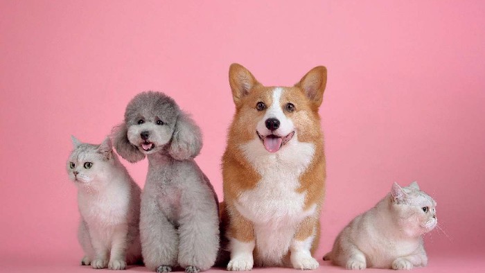 BPJS Hewan Bakal Hadir di Jakarta: Harga Miring untuk Kucing & Anjing?