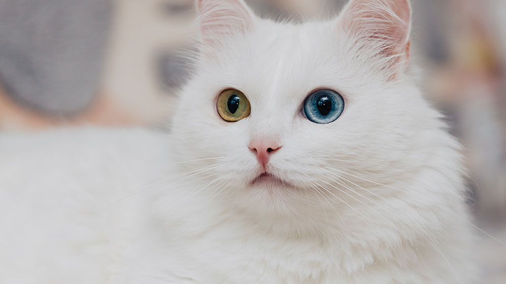 Fakta Unik Penglihatan Kucing Terhadap Pemiliknya