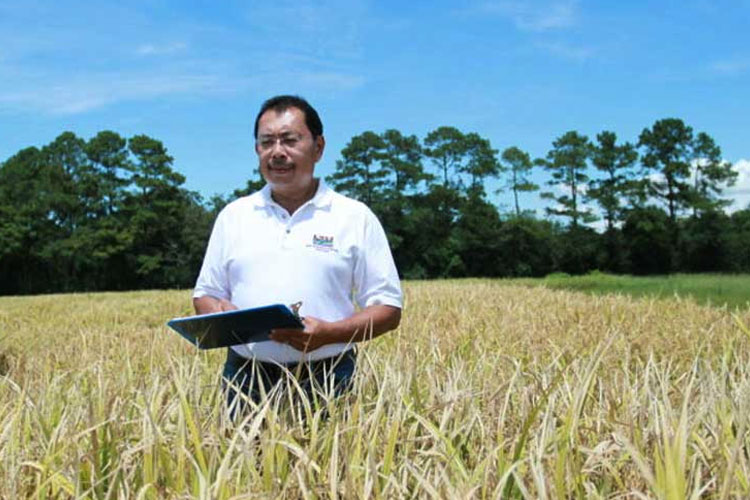 Profesor Asal Malang di Amerika Ciptakan Beras Super Protein "Cahokia Rice"
