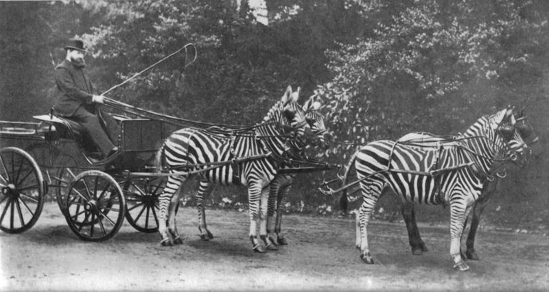 Mengapa Zebra Tidak Pernah Jadi Tunggangan Seperti Kuda? Sudah Berabad-abad, Ini Alasannya