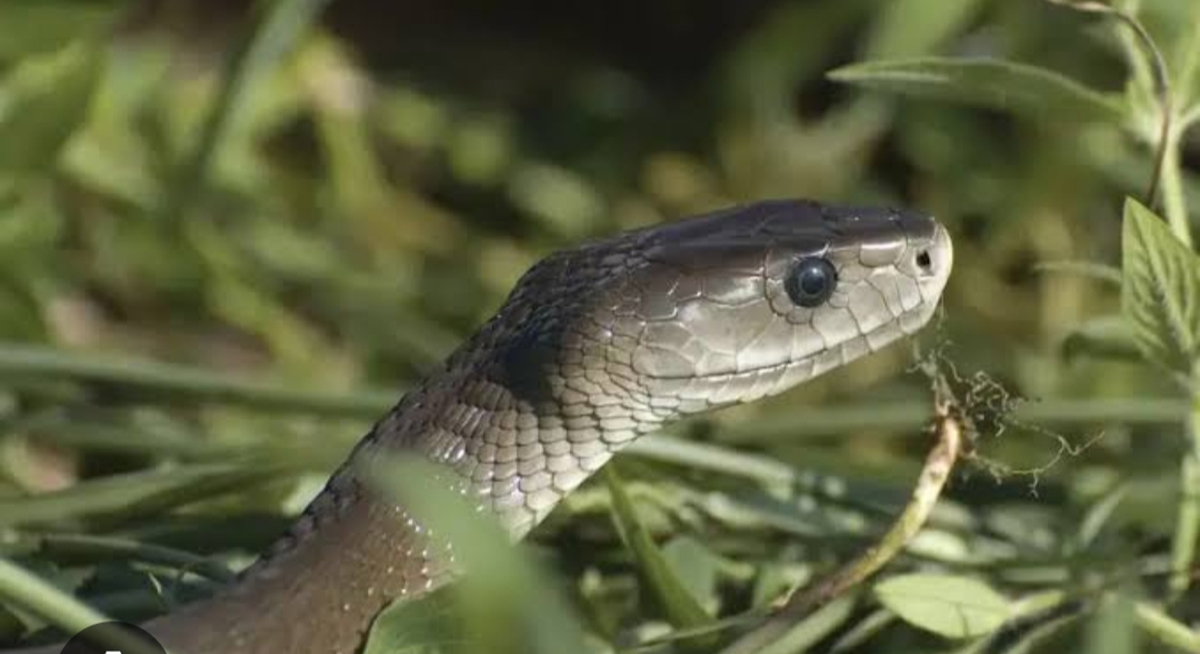Mengenal Black Mamba, Ular Tercepat di Dunia dengan Racun Berbahaya