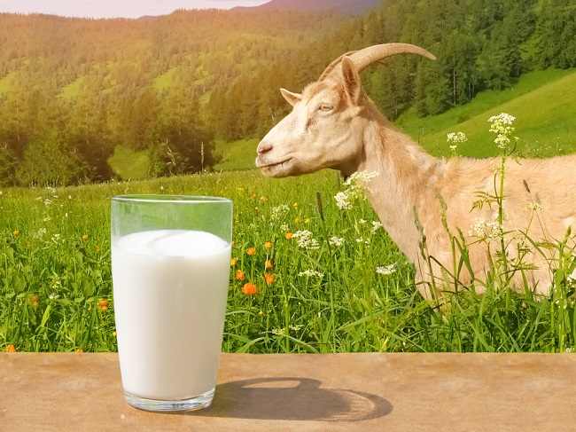 Manfaat Susu Kambing untuk Kesehatan: Khasiat, Penyakit yang Bisa Terbantu, dan Risiko yang Perlu Diketahui