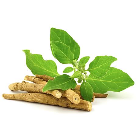 Ashwagandha: Tanaman Herbal Ajaib dengan Segudang Manfaat