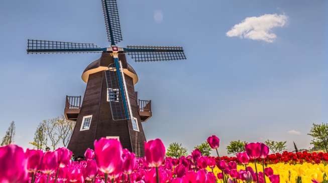Keindahan Belanda, Negeri Kincir Angin dan Bunga Tulip