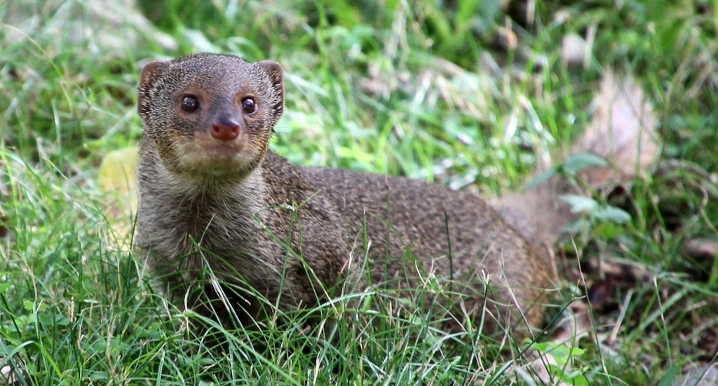 Fakta Unik Musang yang Mampu Mengalahkan Ular Berbisa