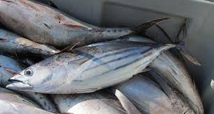 Ikan Cakalang: Si Ekor Panjang yang Jadi Primadona Laut Indonesia
