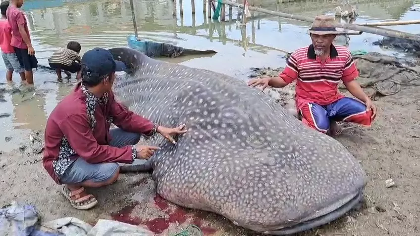Hiu Paus Sepanjang 5,2 Meter Ditemukan Mati Terdampar di Pesisir Bekasi