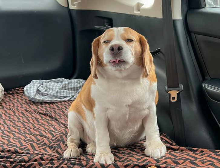 Mootoo, Anjing Beagle Asal Thailand yang Viral Berkat Ekspresi Wajahnya yang Menggemaskan dan Relatable