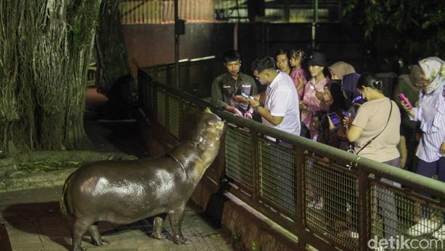 Ragunan Zoo Resmi Buka Program Wisata Malam Setiap Hari Sabtu