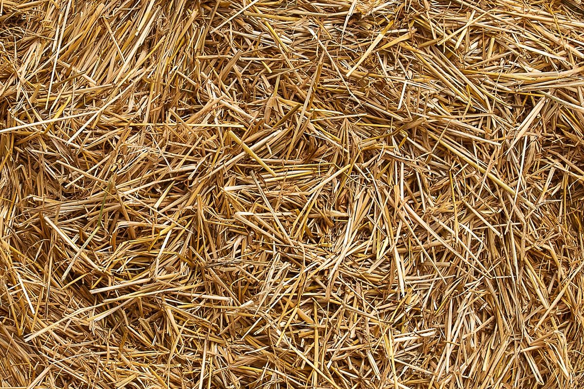 BRIN: Riset Jerami Jadi Biofuel Masih Banyak Tantangan