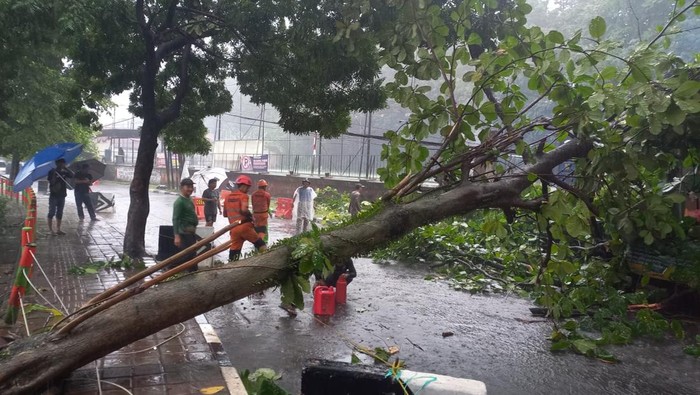 Pohon Tumbang Timpa Motor Akibat Hujan Deras-Angin Kencang di Bogor, Warga Panik