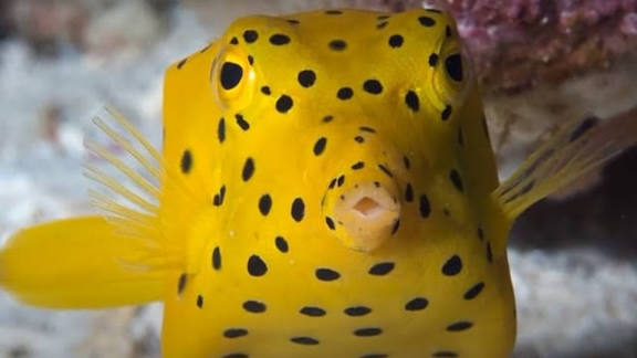 Boxfish : Ikan Si Paling Introvert