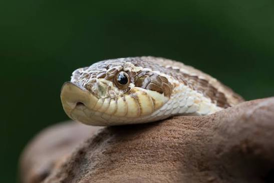 Fakta Menarik tentang Hognose Snake: Ular Lucu dengan Tingkah Paling Drama di Dunia