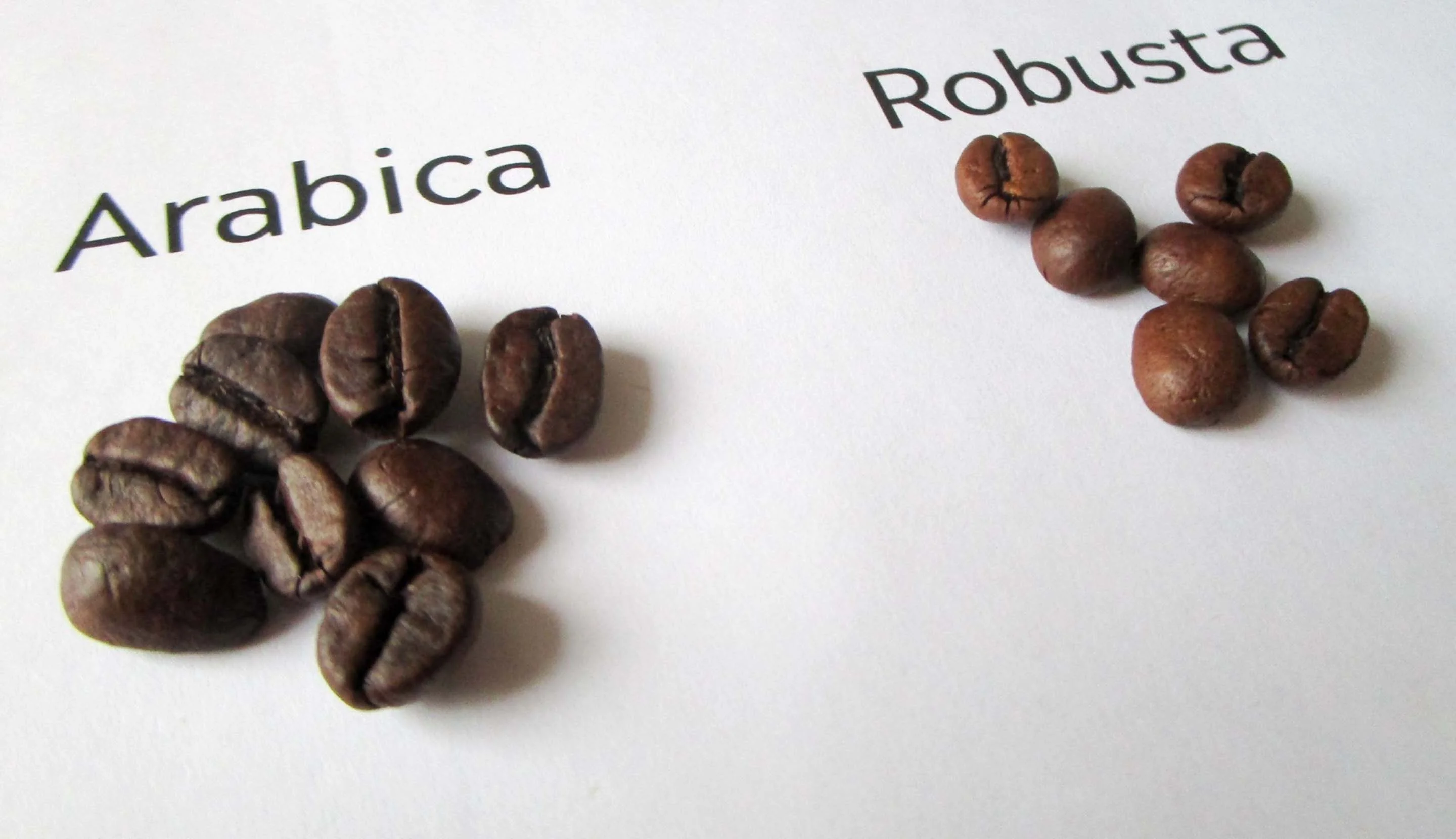 Apa Perbedaan Kopi Arabika dan Robusta ?
