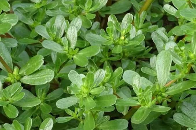 Tanaman Krokot (Portulaca oleracea): Manfaat, Kandungan, dan Cara Budidayanya