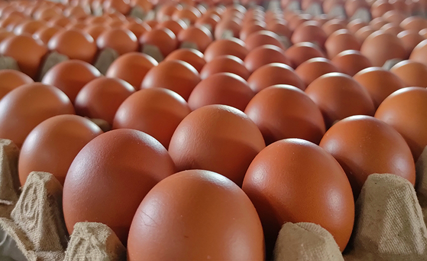 Manfaat Telur Ayam untuk Otot dan Pembentukan Massa Otot